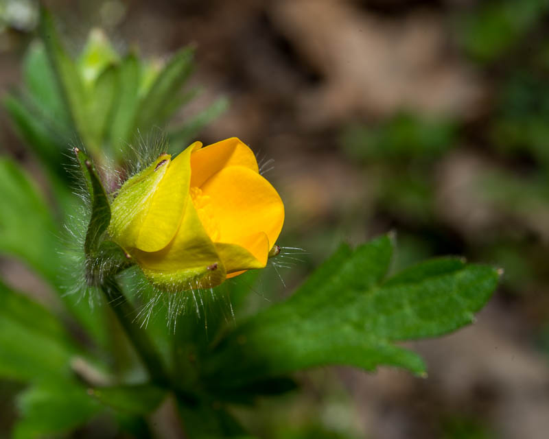 Ranunculus  cfr. bulbosus